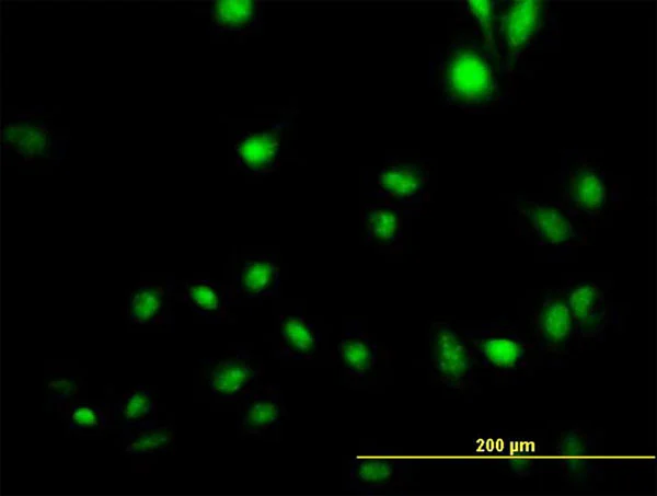 Immunocytochemistry/ Immunofluorescence - Anti-CREB5 antibody (AB168928)
