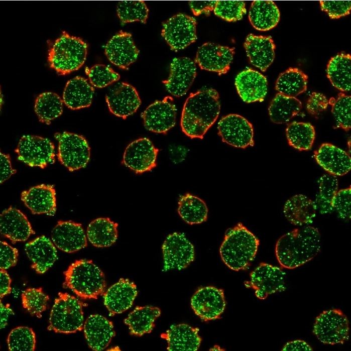 Immunocytochemistry/ Immunofluorescence - Anti-CREB5 antibody [PCRP-CREB5-1G8] (AB277098), expandable thumbnail