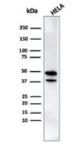 Western blot - Anti-CREB5 antibody [PCRP-CREB5-1G8] (AB277098), expandable thumbnail