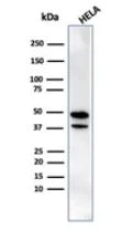 Western blot - Anti-CREB5 antibody [PCRP-CREB5-1G8] (AB277098)