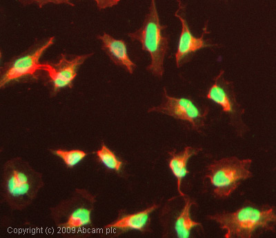 Immunocytochemistry/ Immunofluorescence - Anti-CREBBP (acetyl K1535) antibody (AB61242), expandable thumbnail