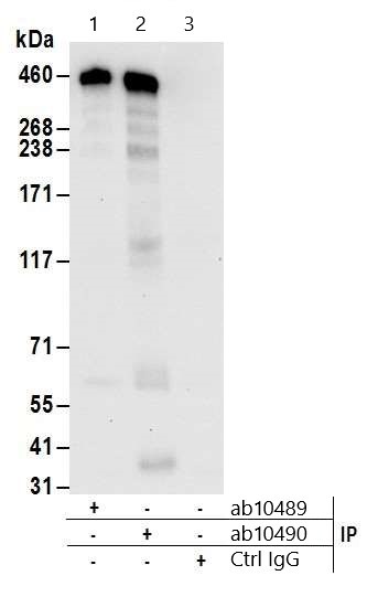 Immunoprecipitation - Anti-CREBBP antibody (AB10489), expandable thumbnail