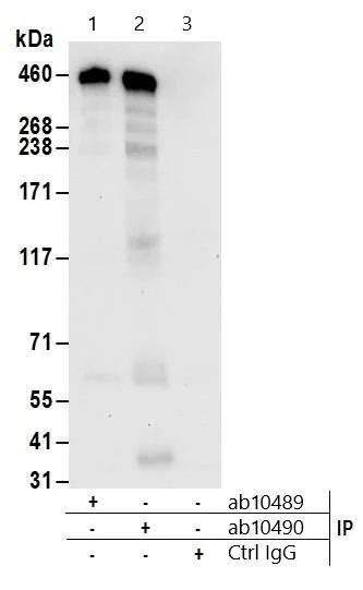Immunoprecipitation - Anti-CREBBP antibody (AB10489)