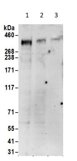 Western blot - Anti-CREBBP antibody (AB10489), expandable thumbnail