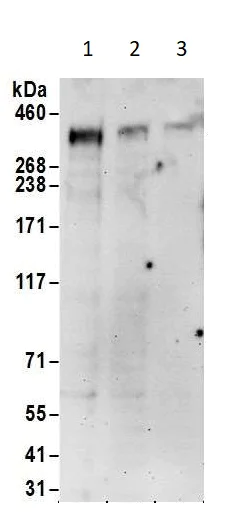 Western blot - Anti-CREBBP antibody (AB10489)