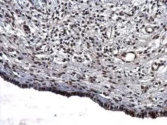 Immunohistochemistry (Formalin/PFA-fixed paraffin-embedded sections) - Anti-CREBBP antibody (AB137334)