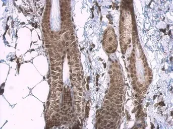 Immunohistochemistry (Formalin/PFA-fixed paraffin-embedded sections) - Anti-CREBBP antibody (AB137334)