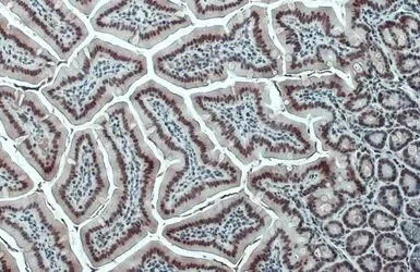 Immunohistochemistry (Formalin/PFA-fixed paraffin-embedded sections) - Anti-CREBBP antibody (AB137334)
