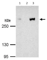 Immunoprecipitation - Anti-CREBBP antibody (AB137334)