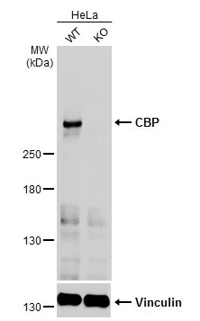 Western blot - Anti-CREBBP antibody (AB137334)