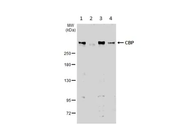 Western blot - Anti-CREBBP antibody (AB137334)