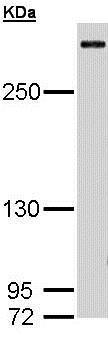 Western blot - Anti-CREBBP antibody (ab137334), expandable thumbnail