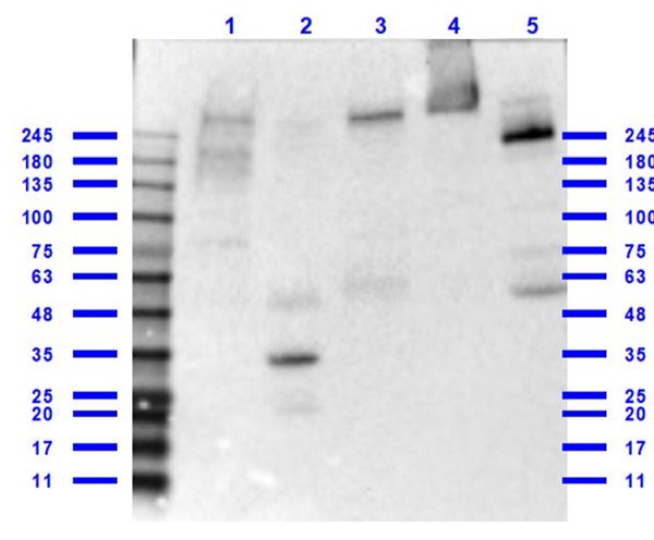Western blot - Anti-CREBBP antibody (AB235270)