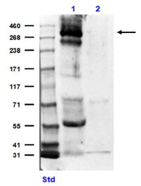 Western blot - Anti-CREBBP antibody (AB235270)