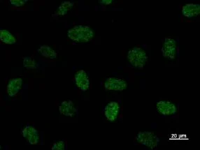 Immunocytochemistry/ Immunofluorescence - Anti-CREBBP antibody [CBP5I001] (AB50702)