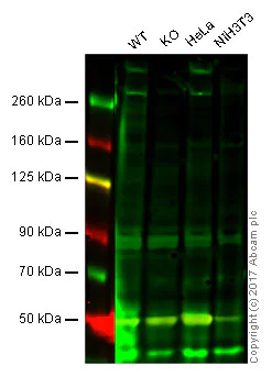 Western blot - Anti-CREBBP antibody [CBP5I001] (AB50702)