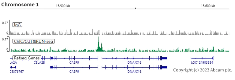 ChIC/CUT&RUN sequencing - Anti-CREBBP antibody [EPR23418-23] - ChIP Grade - BSA and Azide free (AB283283)