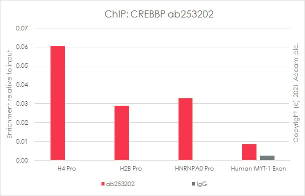 ChIP - Anti-CREBBP antibody [EPR23418-23] - ChIP Grade - BSA and Azide free (AB283283)
