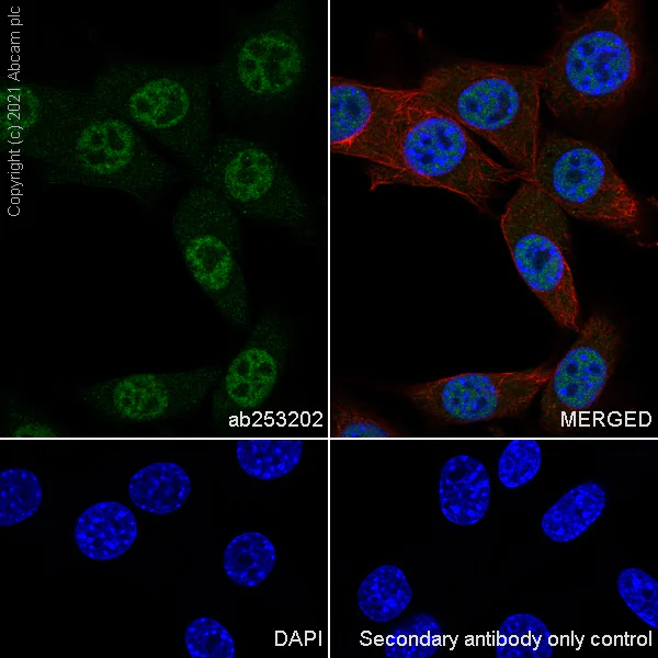 Immunocytochemistry/ Immunofluorescence - Anti-CREBBP antibody [EPR23418-23] - ChIP Grade - BSA and Azide free (AB283283)