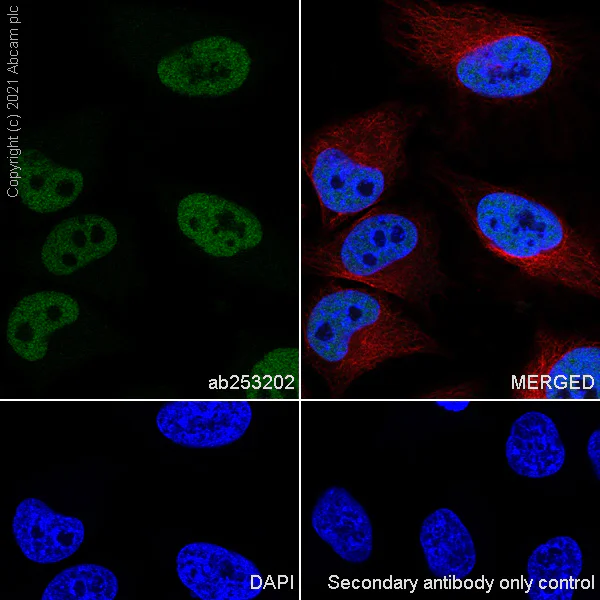 Immunocytochemistry/ Immunofluorescence - Anti-CREBBP antibody [EPR23418-23] - ChIP Grade - BSA and Azide free (AB283283)