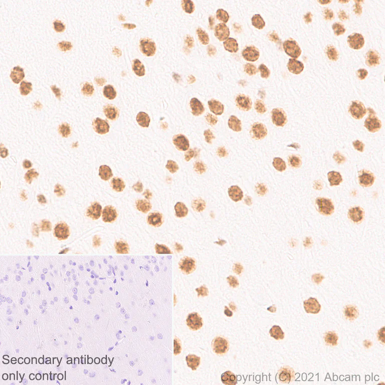 Immunohistochemistry (Formalin/PFA-fixed paraffin-embedded sections) - Anti-CREBBP antibody [EPR23418-23] - ChIP Grade - BSA and Azide free (AB283283)