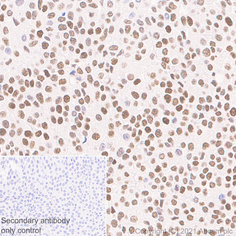 Immunohistochemistry (Formalin/PFA-fixed paraffin-embedded sections) - Anti-CREBBP antibody [EPR23418-23] - ChIP Grade - BSA and Azide free (AB283283)
