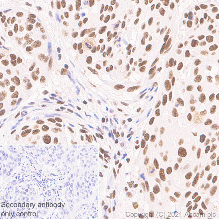 Immunohistochemistry (Formalin/PFA-fixed paraffin-embedded sections) - Anti-CREBBP antibody [EPR23418-23] - ChIP Grade - BSA and Azide free (AB283283)