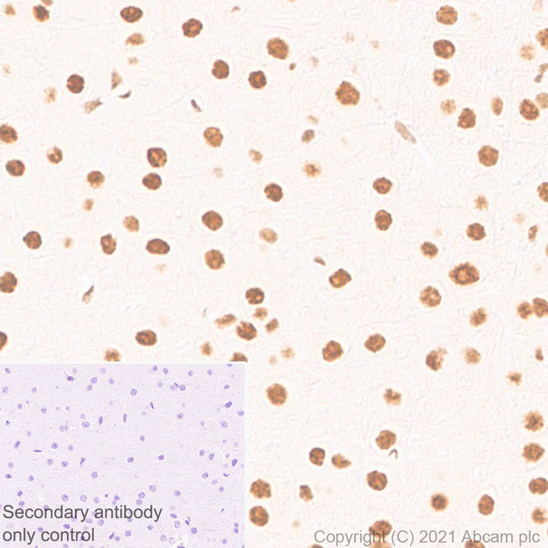 Immunohistochemistry (Formalin/PFA-fixed paraffin-embedded sections) - Anti-CREBBP antibody [EPR23418-23] - ChIP Grade - BSA and Azide free (AB283283)