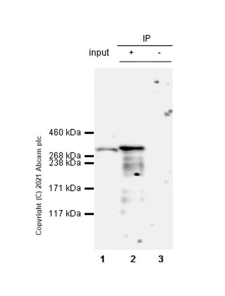 Immunoprecipitation - Anti-CREBBP antibody [EPR23418-23] - ChIP Grade - BSA and Azide free (AB283283)