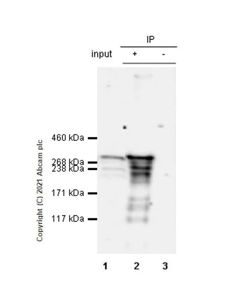 Immunoprecipitation - Anti-CREBBP antibody [EPR23418-23] - ChIP Grade - BSA and Azide free (AB283283)