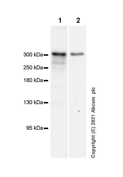 Western blot - Anti-CREBBP antibody [EPR23418-23] - ChIP Grade - BSA and Azide free (AB283283)