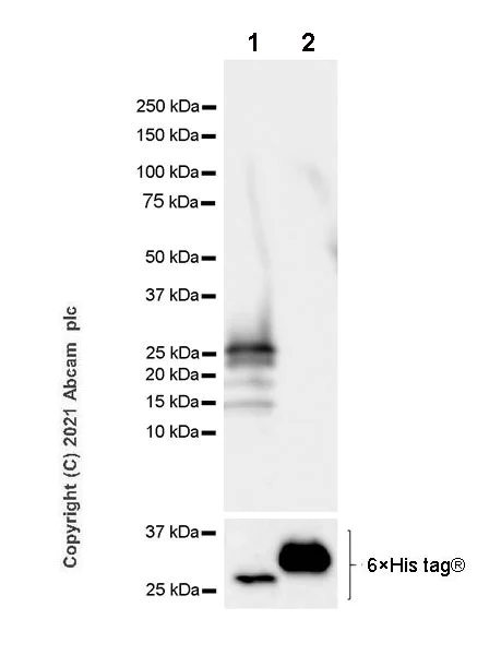 Western blot - Anti-CREBBP antibody [EPR23418-23] - ChIP Grade - BSA and Azide free (AB283283)