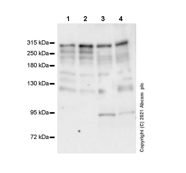 Western blot - Anti-CREBBP antibody [EPR23418-23] - ChIP Grade - BSA and Azide free (AB283283)