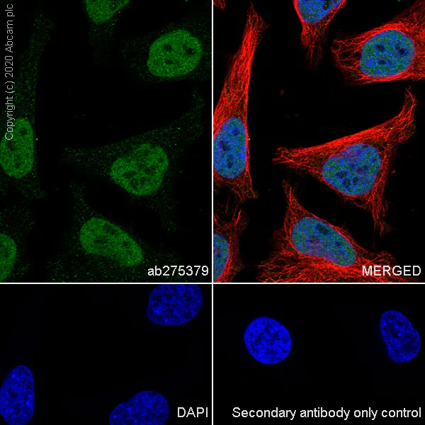Immunocytochemistry/ Immunofluorescence - Anti-CREBBP + KAT3B / p300 antibody [EPR23495-276] - BSA and Azide free (AB275389)