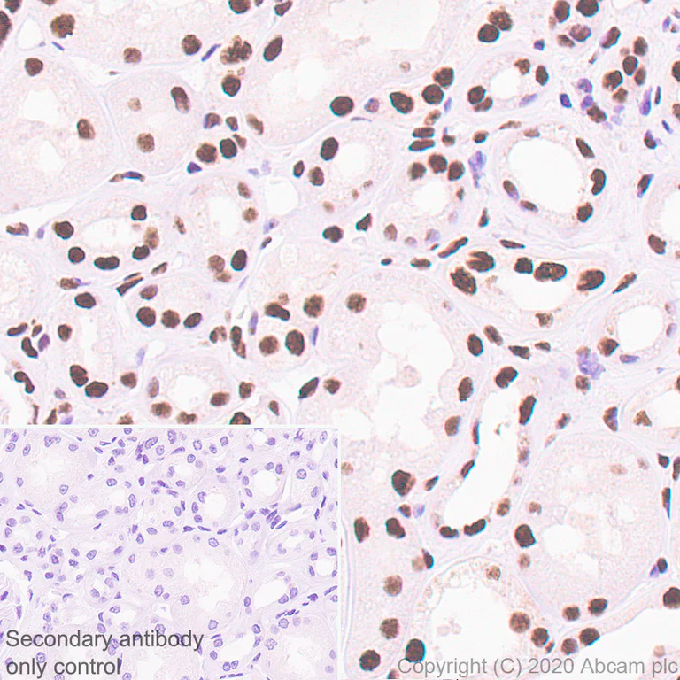 Immunohistochemistry (Formalin/PFA-fixed paraffin-embedded sections) - Anti-CREBBP + KAT3B / p300 antibody [EPR23495-276] - BSA and Azide free (AB275389)