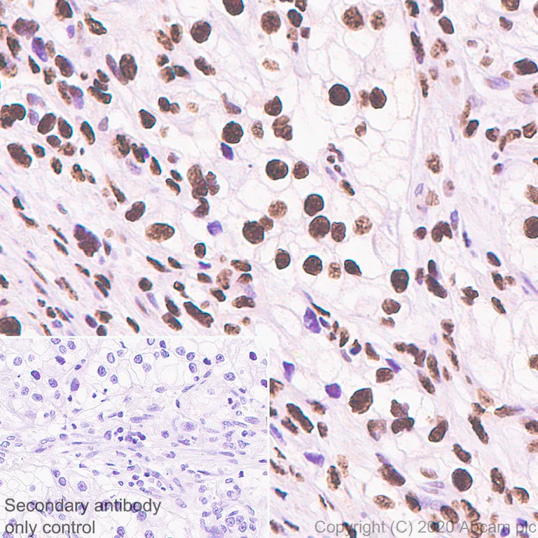 Immunohistochemistry (Formalin/PFA-fixed paraffin-embedded sections) - Anti-CREBBP + KAT3B / p300 antibody [EPR23495-276] - BSA and Azide free (AB275389)