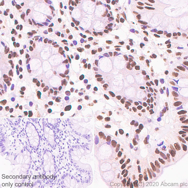 Immunohistochemistry (Formalin/PFA-fixed paraffin-embedded sections) - Anti-CREBBP + KAT3B / p300 antibody [EPR23495-276] - BSA and Azide free (AB275389)