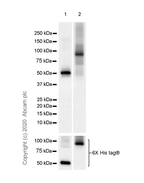 Western blot - Anti-CREBBP + KAT3B / p300 antibody [EPR23495-276] - BSA and Azide free (AB275389)