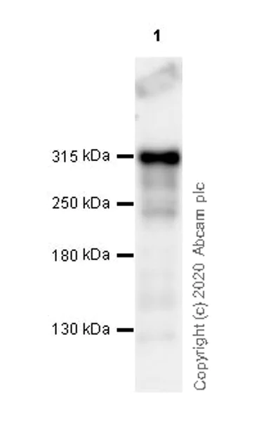 Western blot - Anti-CREBBP + KAT3B / p300 antibody [EPR23495-276] - BSA and Azide free (AB275389)