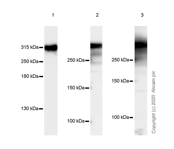 Western blot - Anti-CREBBP + KAT3B / p300 antibody [EPR23495-276] - BSA and Azide free (AB275389)