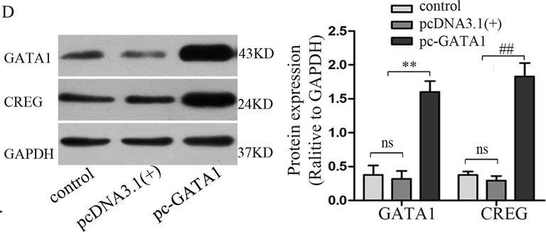 Western blot - Anti-CREG1/CREG antibody (AB191909)