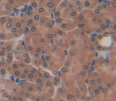 Immunohistochemistry (Formalin/PFA-fixed paraffin-embedded sections) - Anti-CREG1/CREG antibody (AB233282)