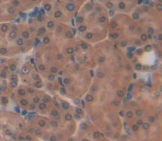 Immunohistochemistry (Formalin/PFA-fixed paraffin-embedded sections) - Anti-CREG1/CREG antibody (AB233282)