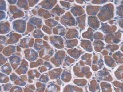 Immunohistochemistry (Formalin/PFA-fixed paraffin-embedded sections) - Anti-CREG1/CREG antibody (AB233282)