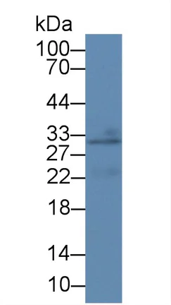 Western blot - Anti-CREG1/CREG antibody (AB233282)