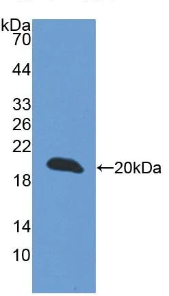 Western blot - Anti-CREG1/CREG antibody (AB233282)