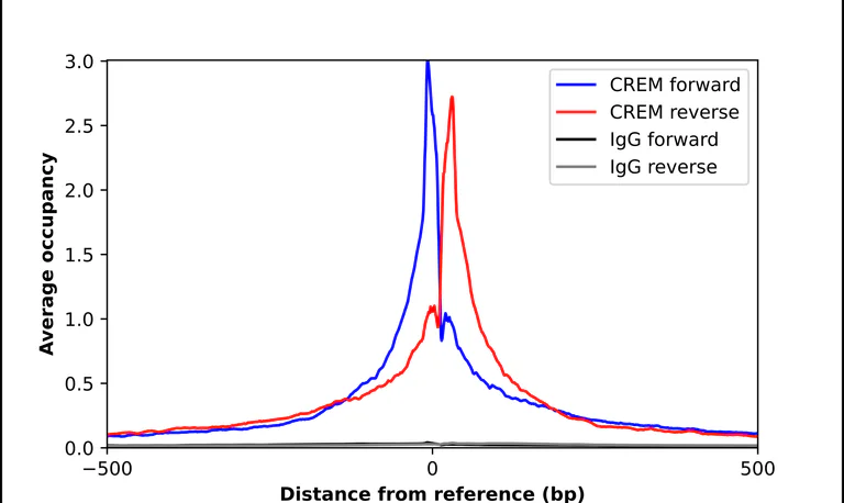 ChIP - Anti-CREM Antibody (AB327171)