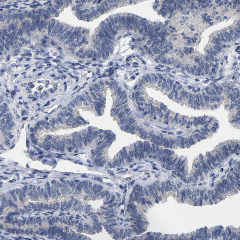 Immunohistochemistry (Formalin/PFA-fixed paraffin-embedded sections) - Anti-CREM Antibody (AB327171)