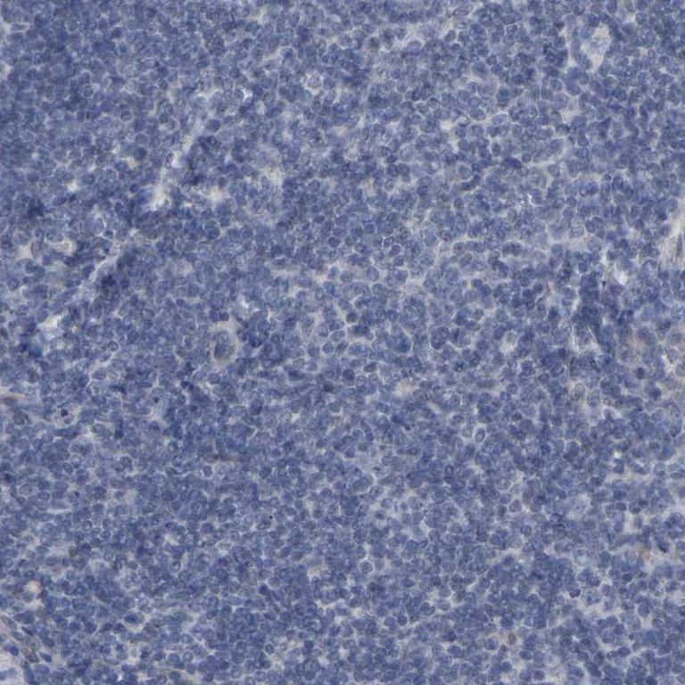 Immunohistochemistry (Formalin/PFA-fixed paraffin-embedded sections) - Anti-CREM Antibody (AB327171)