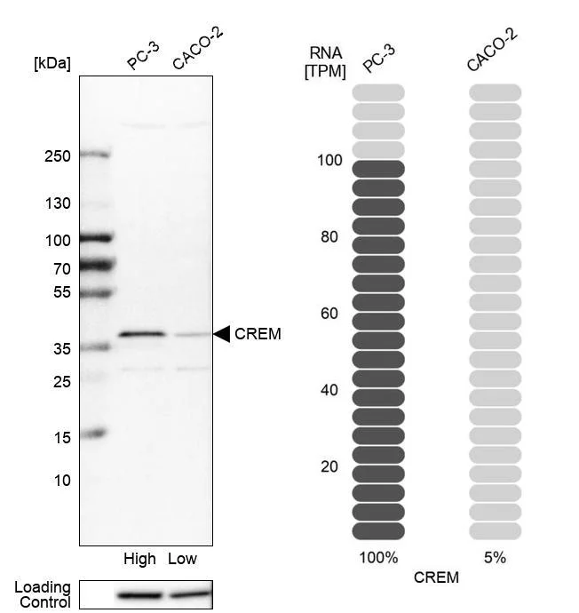 Western blot - Anti-CREM Antibody (AB327171)